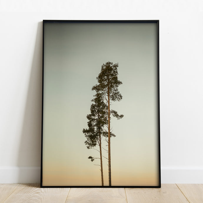 naturmotiv-tallskog-tavla
